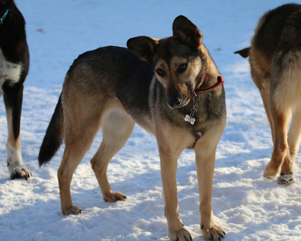 Ариша во временном доме
