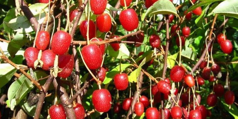 фото с сайта agronomu.com