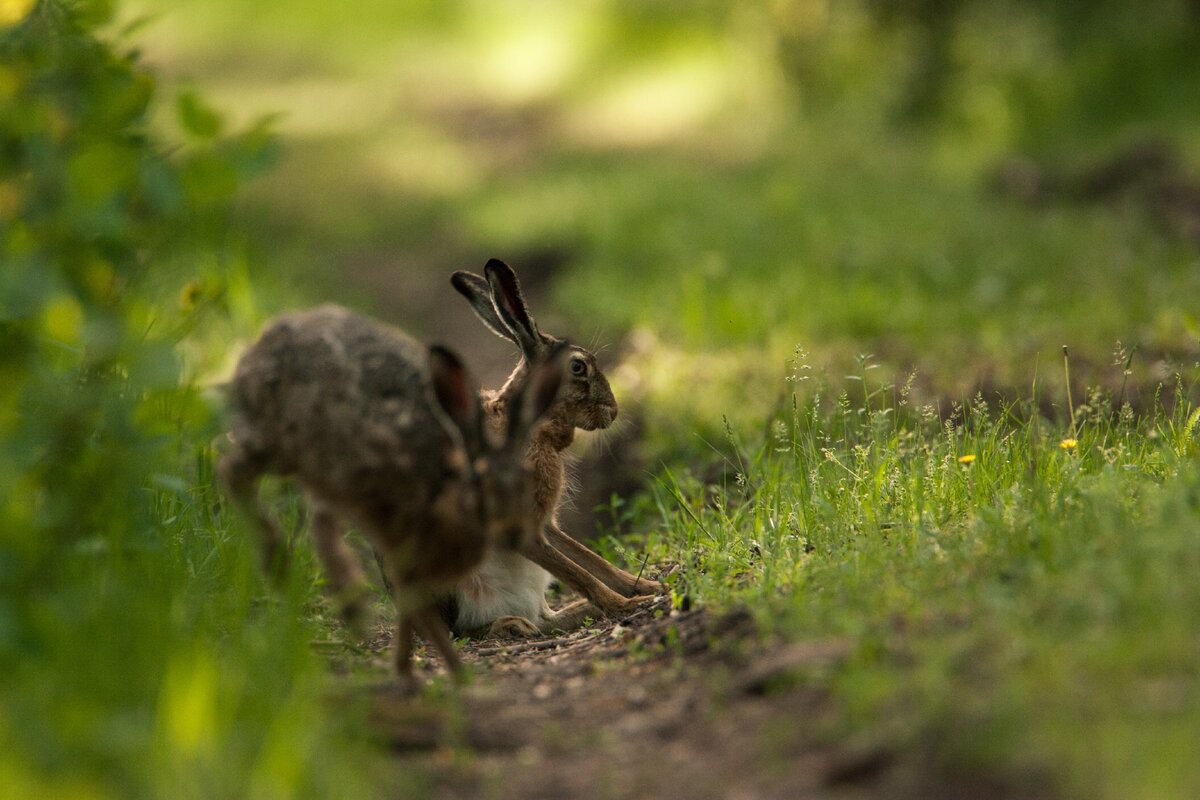 Болотный заяц. Заяц в лесу. Красивые картинки с зайцами в лесу. Звери танцуют в лесу зайчик.