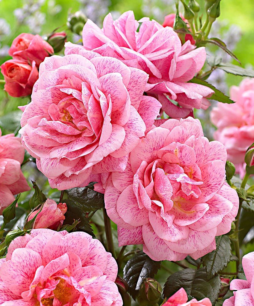 Источник Яндекс картинки 