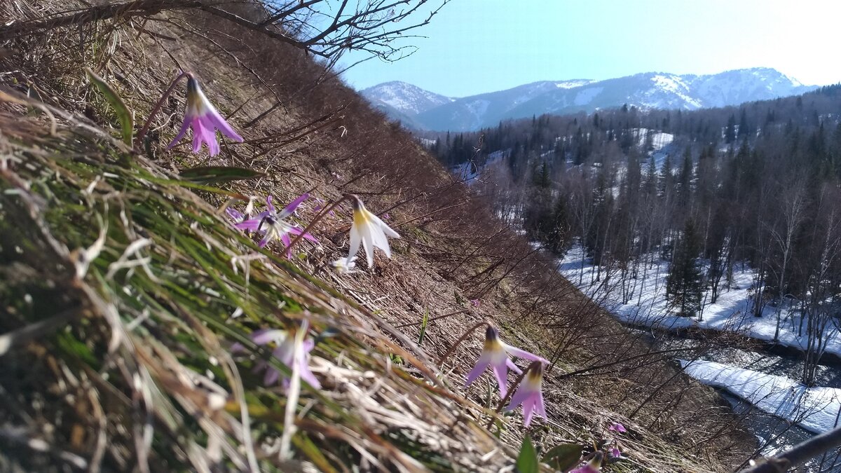 На одном склоне цветы, на другом сугробы.