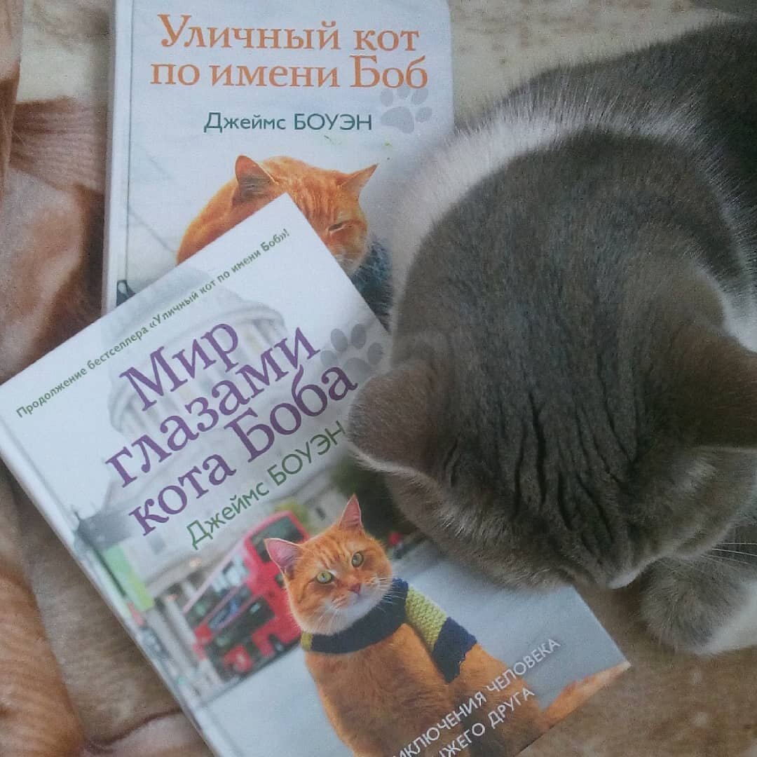 Кот по имени БОБ
