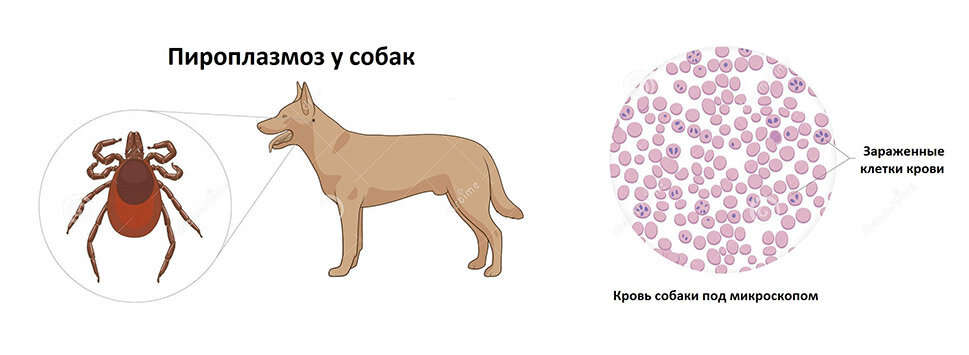 Пироплазмоз карта распространения