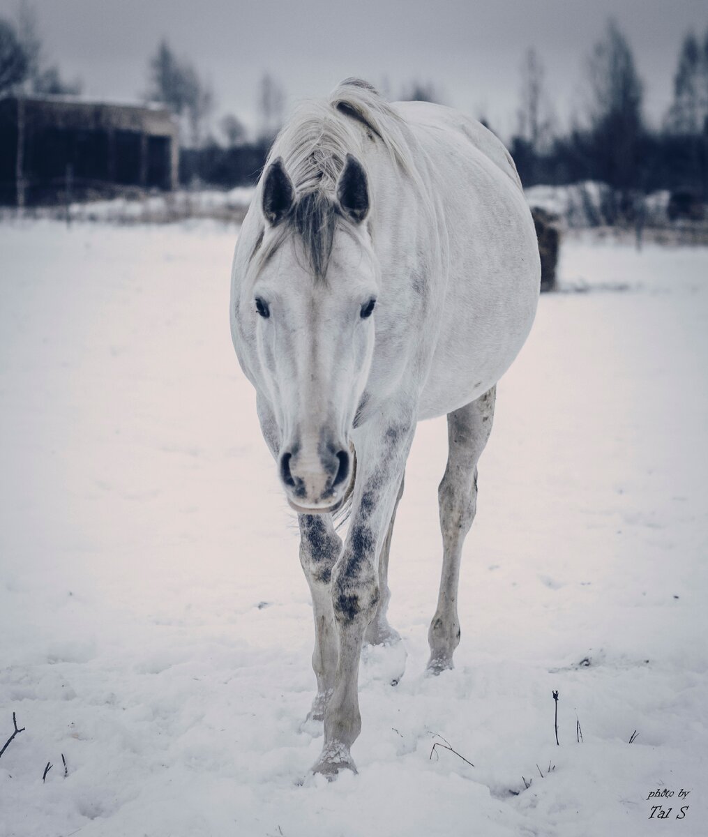 Болонья, последние сроки жеребости