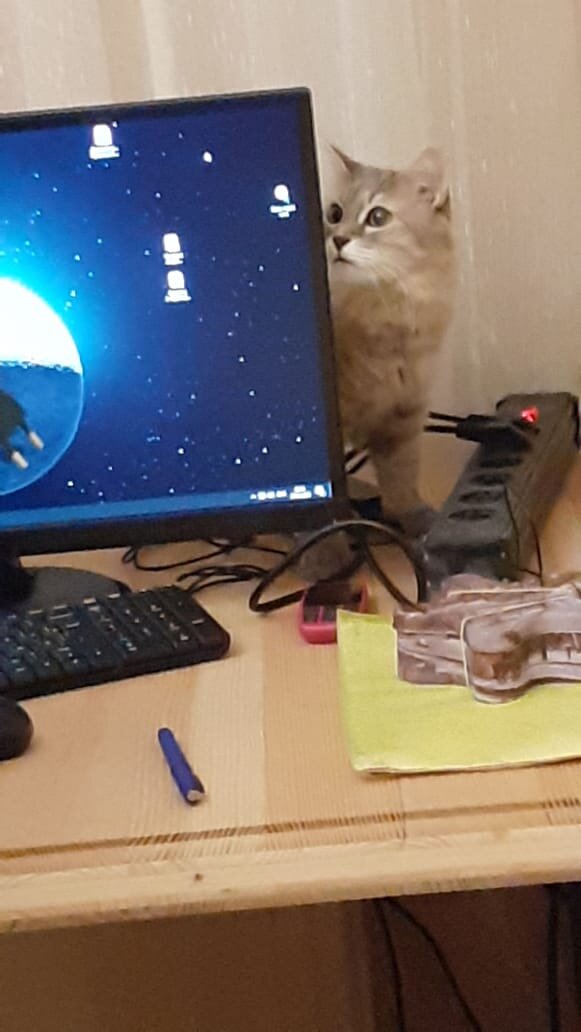 Кася в шоке. Дома появилась еще одна хрень и заняла место для лежания. 