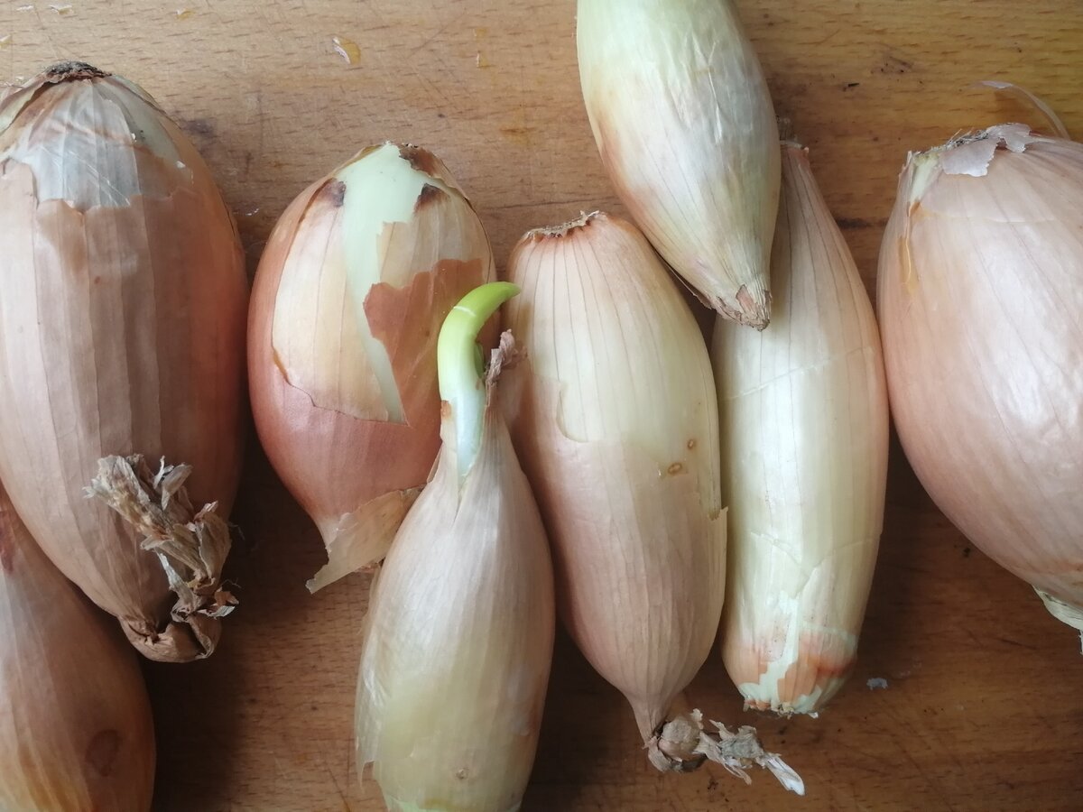 Он немного пророс, но это не страшно