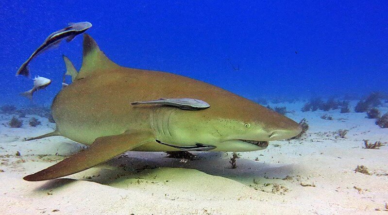 Лимонная акула.
http://allworldcolors.com/attachment.php?attachmentid=3833&d=1428597783