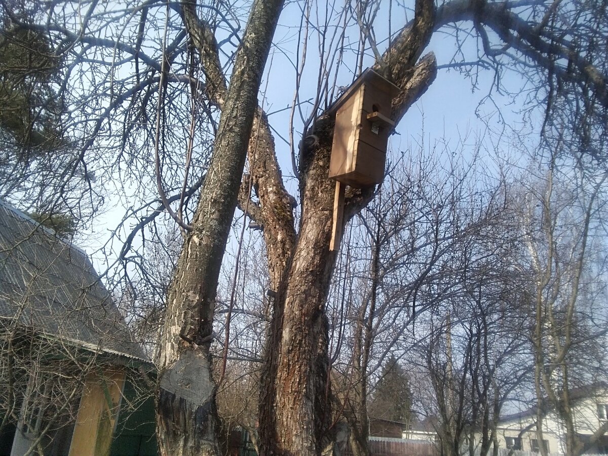 Новый скворечник, который сегодня стал жилым. 