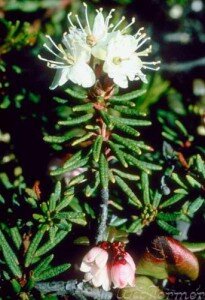 Багульник. Побеги багульника действуют аналогично тысячелистнику, но не оказывают бактерицидного действия на кишечную палочку (только подавляет ее размножение).