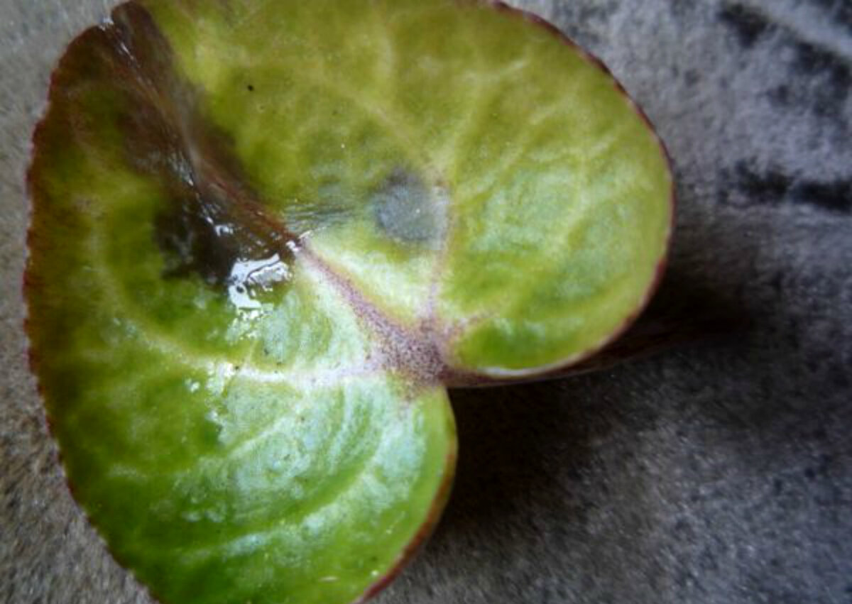 Мокрая гниль