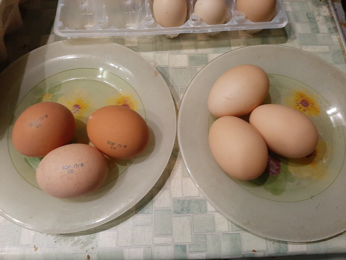 Яйца покупные