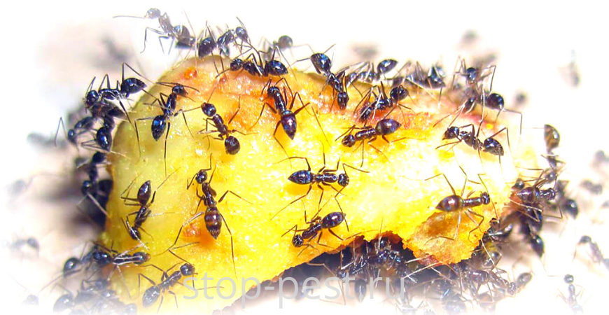 Борная кислота от муравьев (ЧЕТЫРЕ базовых рецепта и готовые препараты .