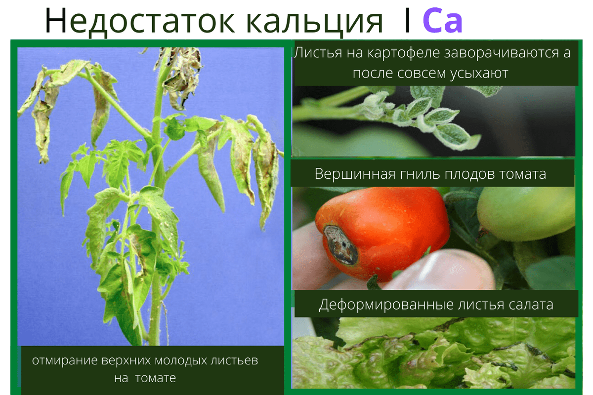 Недостаток кальция картинки