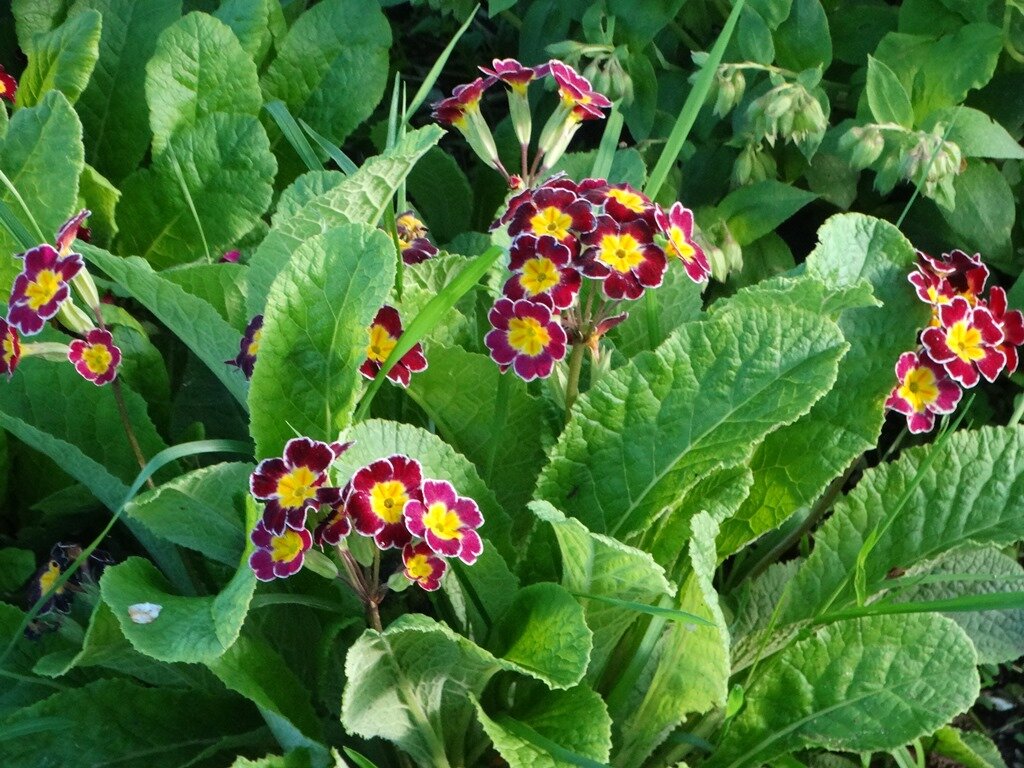 Пусть лучше будет такая красота, чем сорные травы