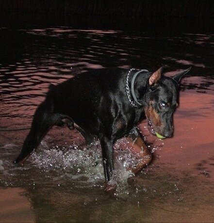 Фото взято из Pinterest , порода "Доберман" 
