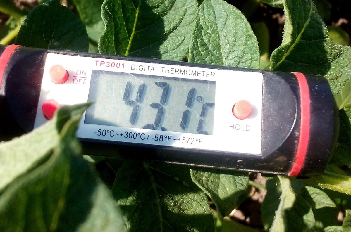 Температура воздуха 13 июня 2020. Фото автора.