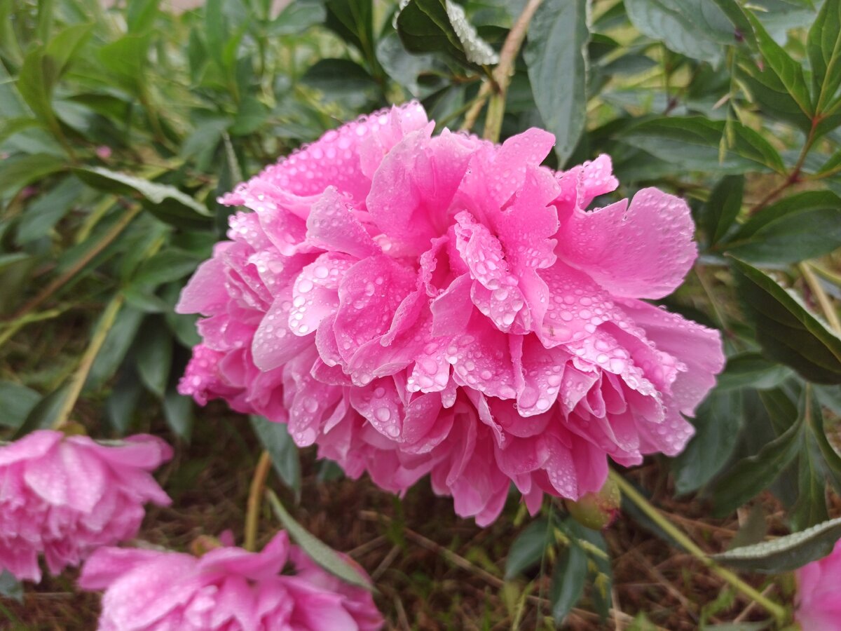 Фото автора. Пионы после дождя