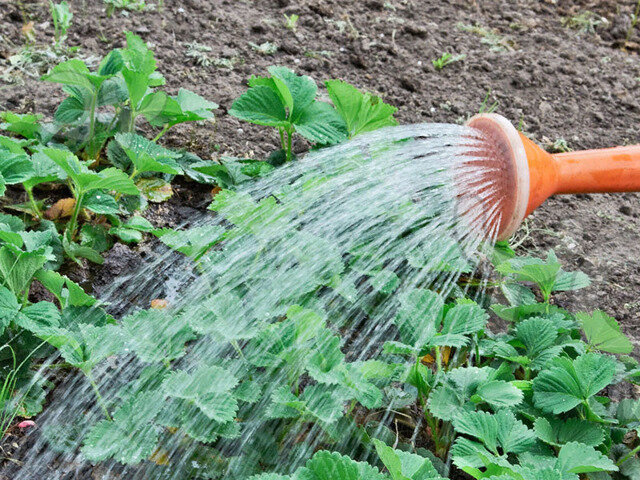 Как спасти клубнику от засухи и горечи