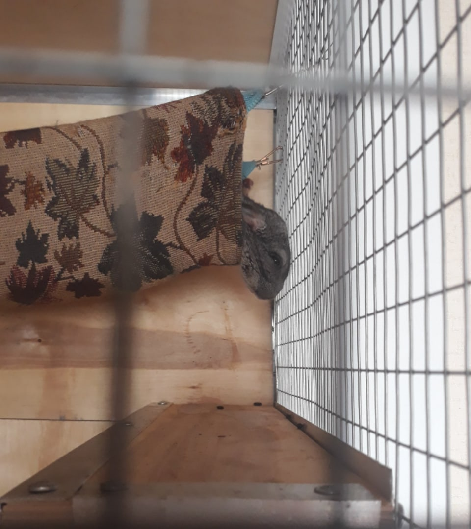 3-х месячный зверек отдыхает.