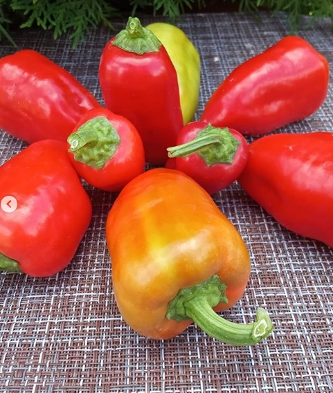 Перец Бабкин язык от @dacha_flover_ogorod_talina.