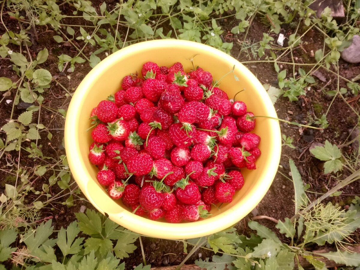 Лесная земляника Северная