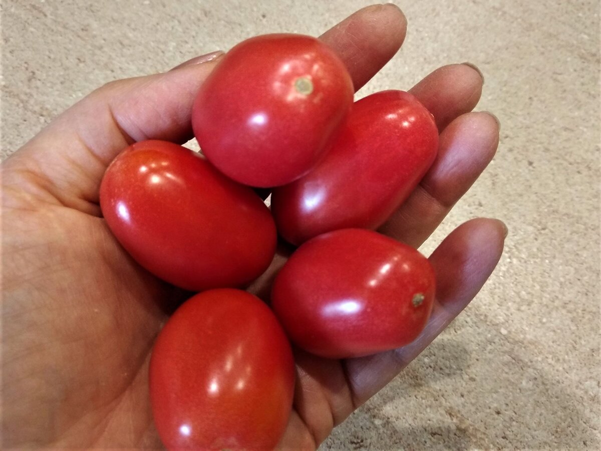 Помидоры сорта Чио Чио Сан.