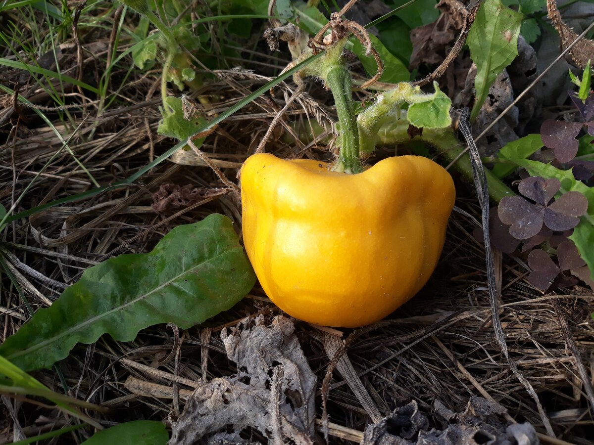 Патиссон на семена