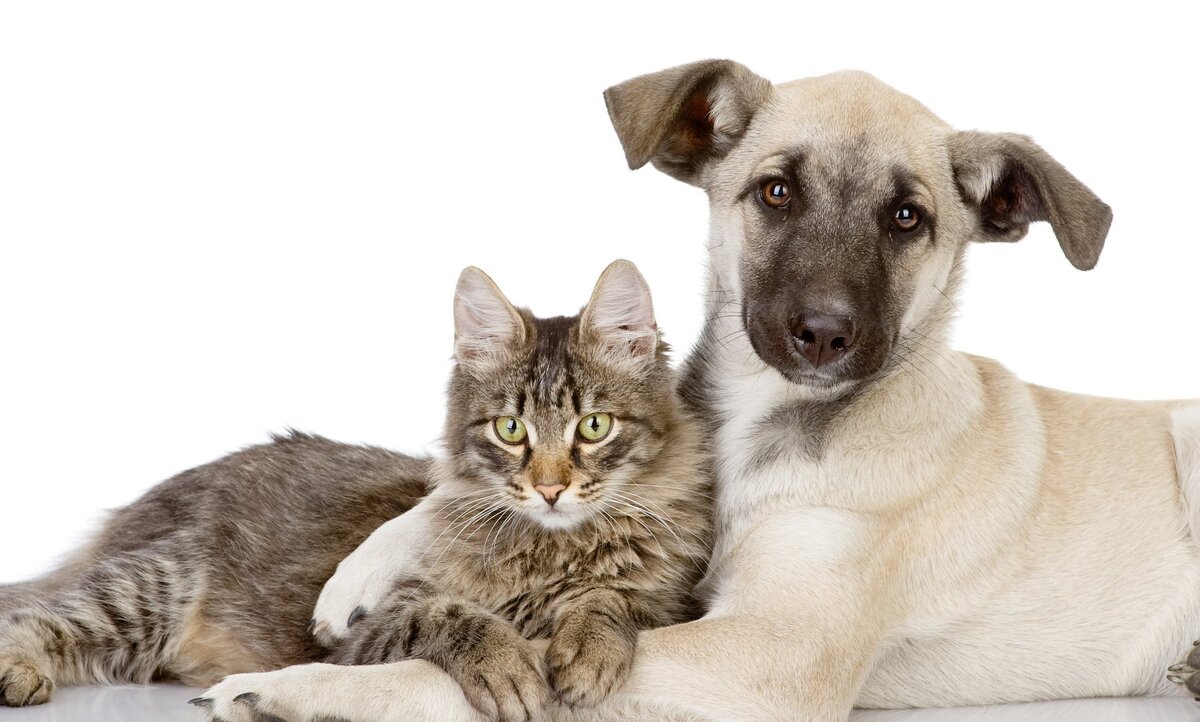 кошка и собака