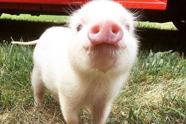 Причины, по которым нужно отказаться от свинины.