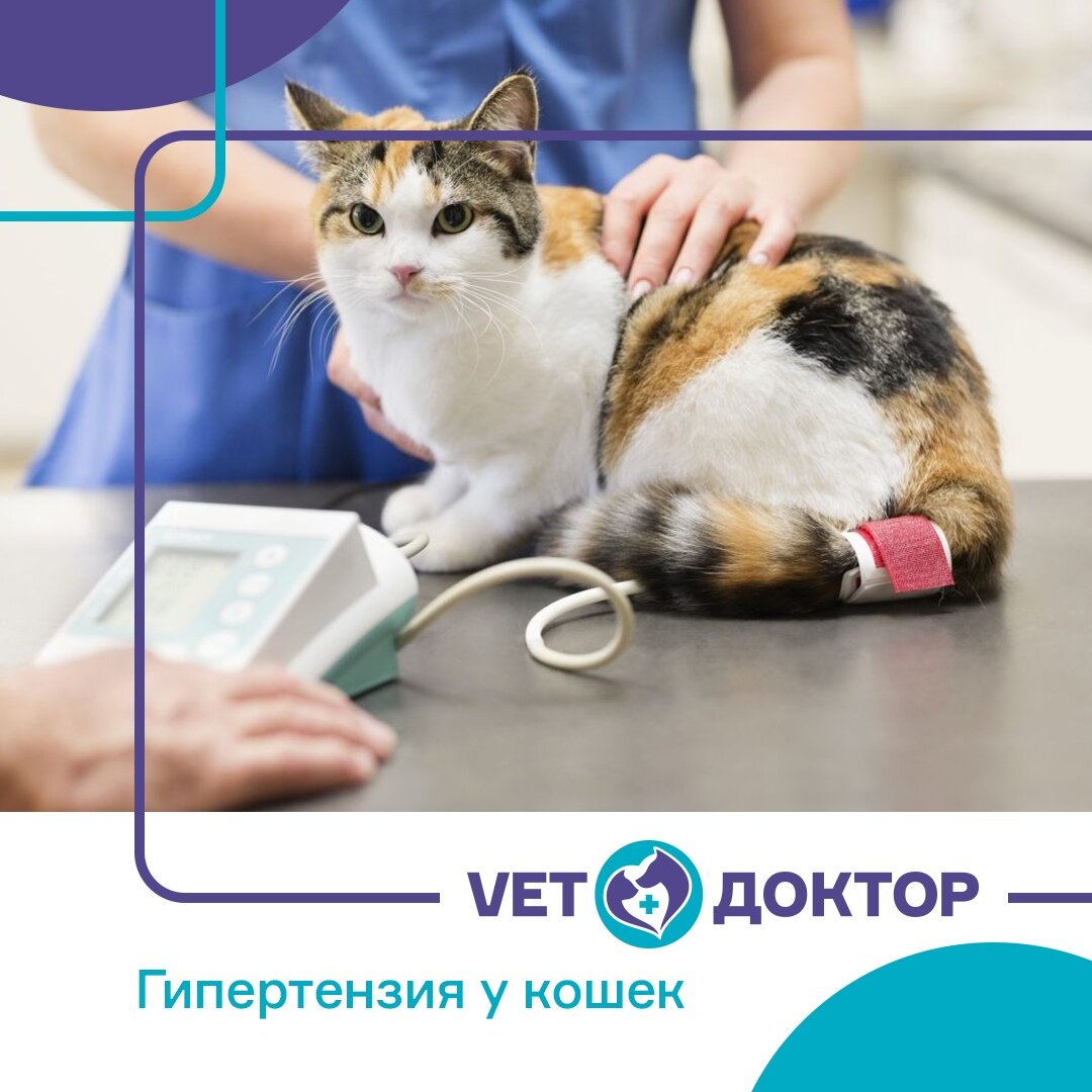 Еще не так давно данный симптом не диагностировался и не считался серьёзной проблемой для здоровья кошки. Но с появлением доступных методов измерения кровяного давления у животных, с повышением средней продолжительности жизни кошек, этот признак стали фиксировать у большого числа кошек среднего и пожилого возраста. При этом половой и породной предрасположенности к гипертензии у кошек не выявлено.

Причины, способствующие развитию гипертензии у кошек различны, вот основные из них:
🔸ХПН (хроническая почечная недостаточность). В качестве компенсации функции повреждённых нефронов почек повышается артериальное давление, чтобы увеличить объём поступающей крови для фильтрации.
🔸Гипертиреоз – это функциональное нарушение щитовидной железы, при котором повышается синтез гормонов. Это приводит к ускорению метаболизма. В итоге усиливается и увеличивается сердцебиение, а как следствие сердце прибавляет в размере, что и приводит к повышению артериального давления.
🔸Сердечная недостаточность способствует нарушению кровообращения и иногда повышению кровяного давления.
🔸Сахарный диабет

************
📞+7 (992) 352-88-33 (WhatsApp)
📞 54-21-33 (круглосуточно)
🏠 г. Нижневартовск, ул. Мира 60, корпус А
⏰ Пн-Пт с 10:00 до 19:00, Сб-Вс с 10:00 до 17:00