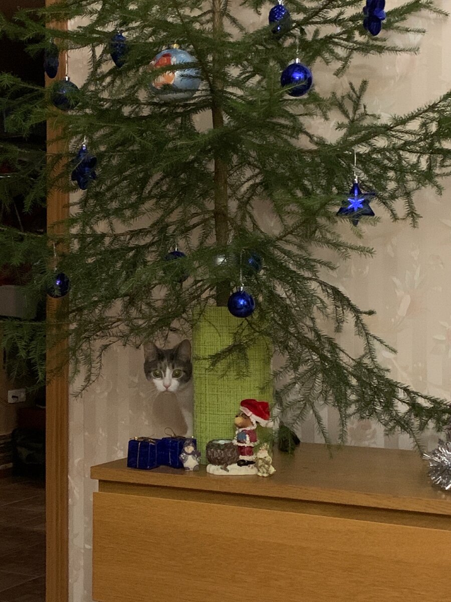 Наша кошка Моня чувствует себя настоящим подарком