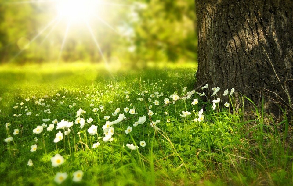 https://cdn.pixabay.com/photo/2014/02/27/16/10/tree-276014_960_720.jpgнаучиться 