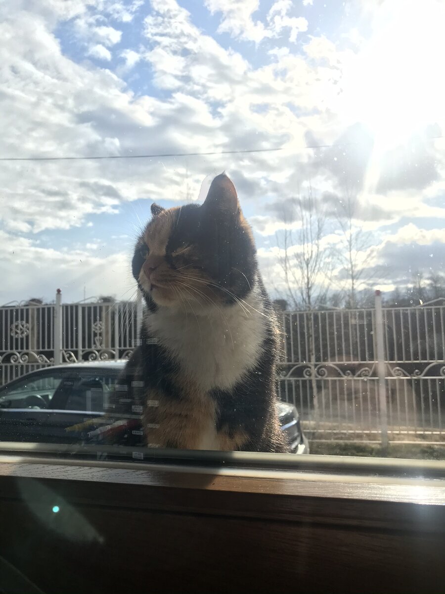 Это Масюк ждет на подоконнике, пока её запустят в дом