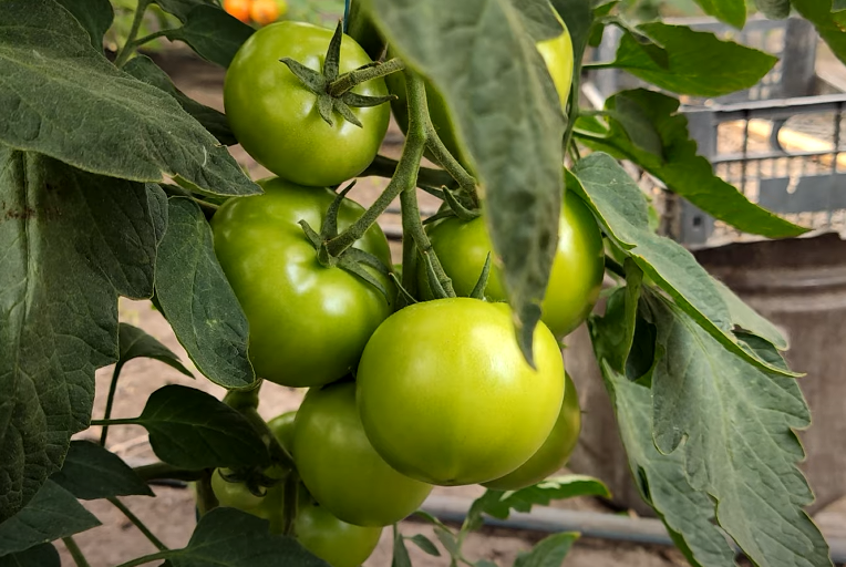 Гибрид "Зульфия"