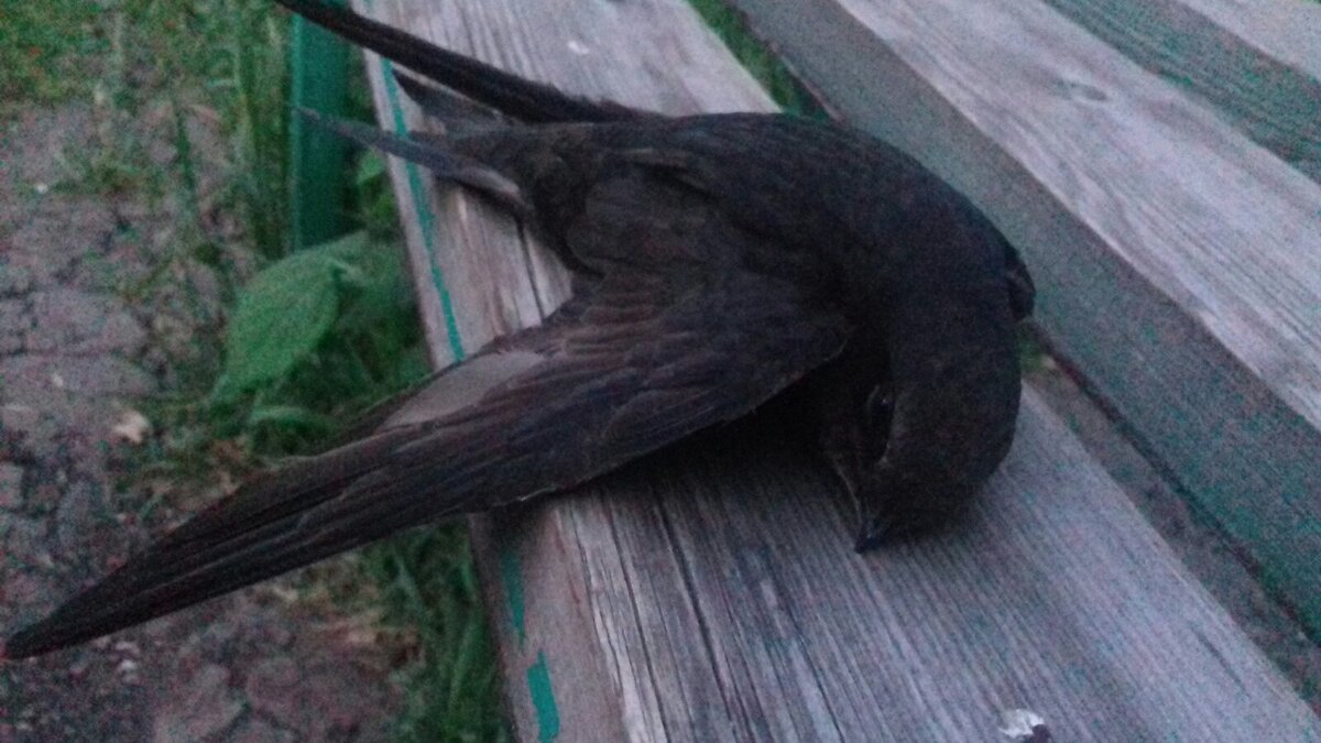 Вот таким я его увидела в первый раз. Фото автора