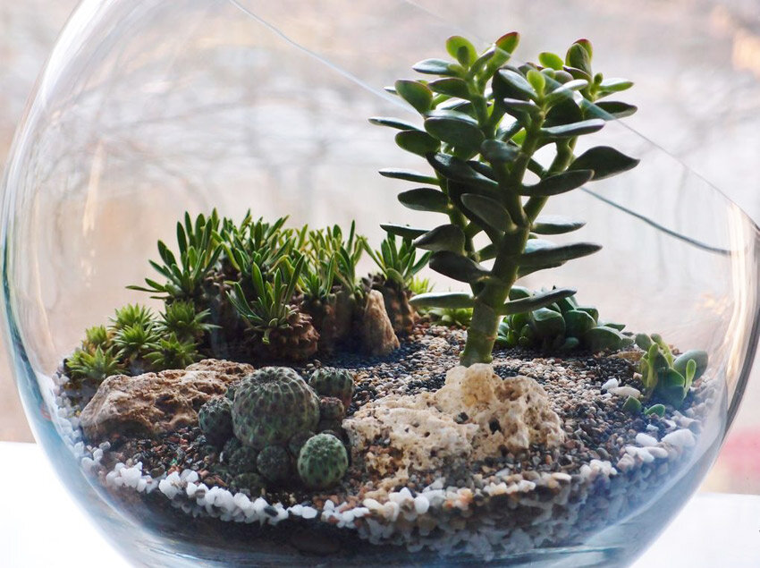 Создание композиции с использованием кактуса. Ссылка на фото https://goo.su/8gJh.