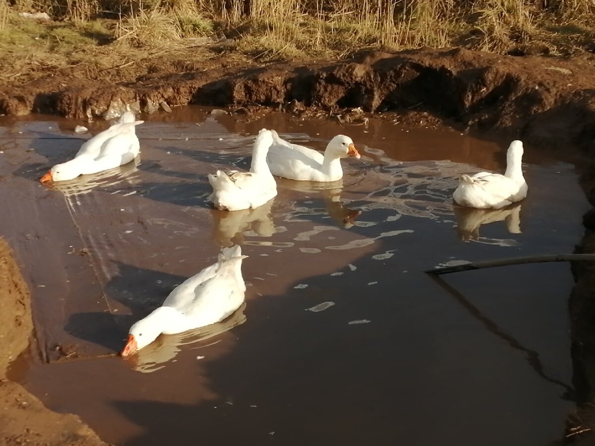 Гуси морозов не боятся, до сих пор плавают