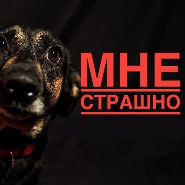 Неужели приюта больше не будет? 