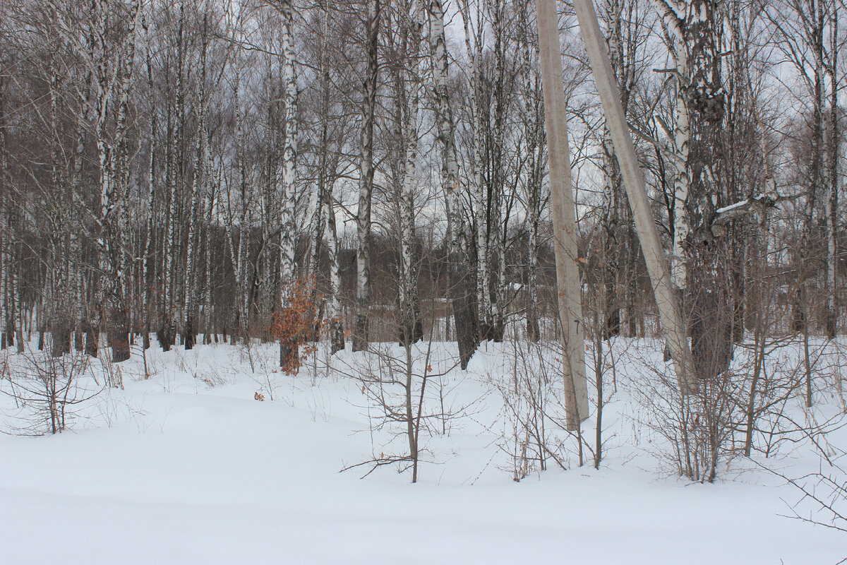 Дорога до Ясной Поляны