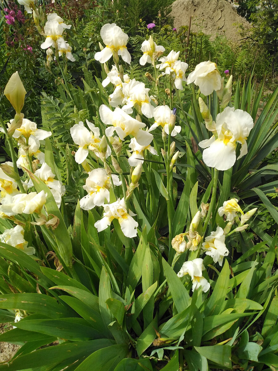 Белые. Ирис крупный и пахучий.