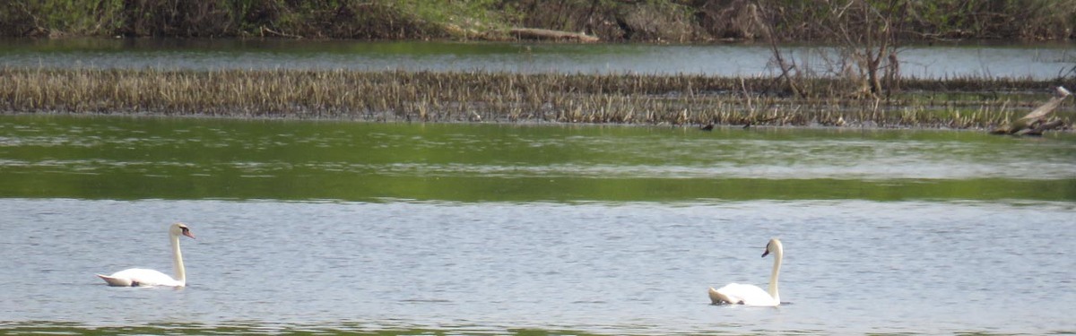 Лебеди шипуну