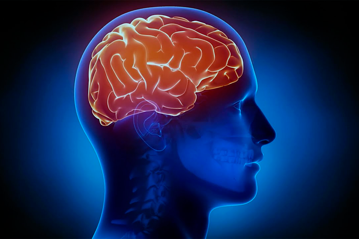 Купить мозг терапи. УЗИ сосудов шеи при дисциркуляторная энцефалопатия головного мозга. Дисциркуляторная энцефалопатия пропадает голос. How many does a Brain Weight.