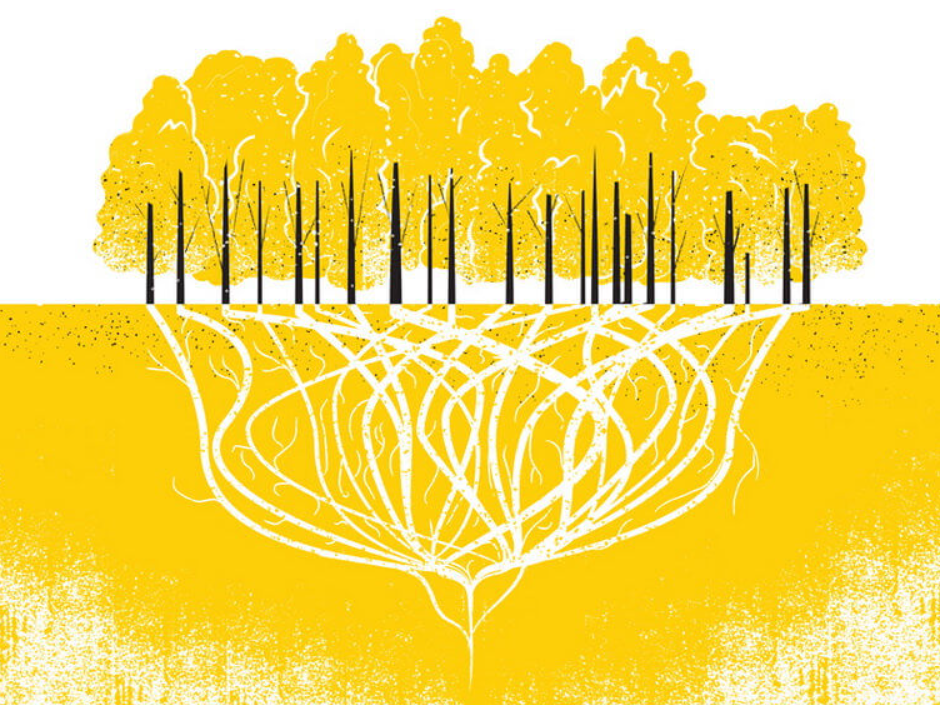 Лес Пандо – единый живой организм. Фото: biosfer.az