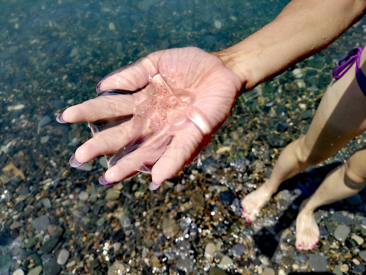 чем опасны медузы черного моря