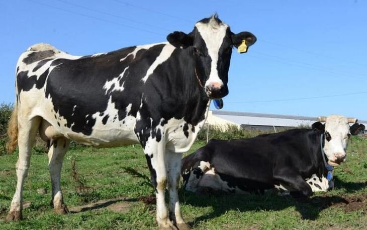    Производители смогут получить в Фонде «Органика» грант на расходы по органической сертификации