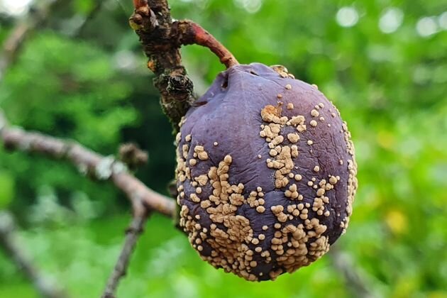 почему чернеет слива