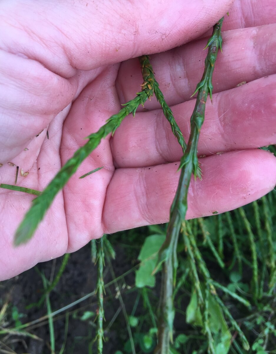 Хвоя складчатой туи Випкорд