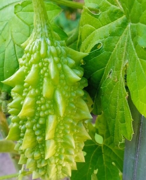 момордика, зелёный плод