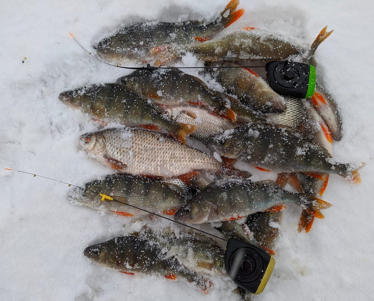 Фото с сайта: https://i.imgur.com/PPgCpWQ.jpg