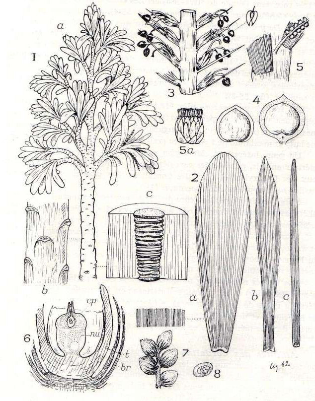 Строение семенного дерева Кордаита ( C - поперечный сечение с септированной сердцевиной - Artisia)